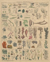 Abbildungen zu Oken’s Allgemeiner Naturgeschichte für alle Stände Pl.009 (1841)