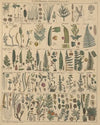 Abbildungen zu Oken’s Allgemeiner Naturgeschichte für alle Stände Pl.010 (1841)