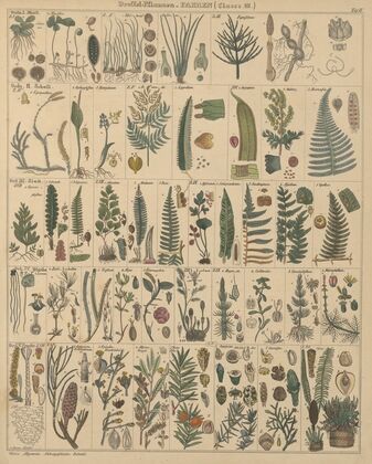 Abbildungen zu Oken’s Allgemeiner Naturgeschichte für alle Stände Pl.010 (1841)