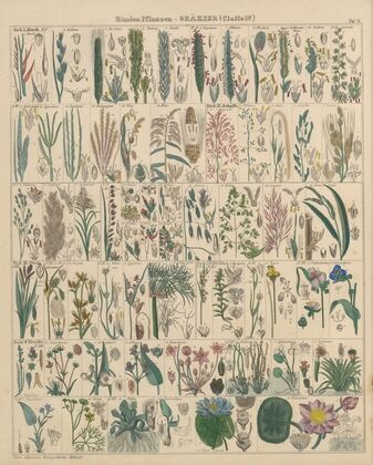 Abbildungen zu Oken’s Allgemeiner Naturgeschichte für alle Stände Pl.011 (1841)