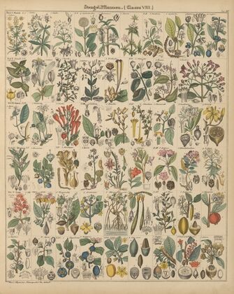 Abbildungen zu Oken’s Allgemeiner Naturgeschichte für alle Stände Pl.015 (1841)