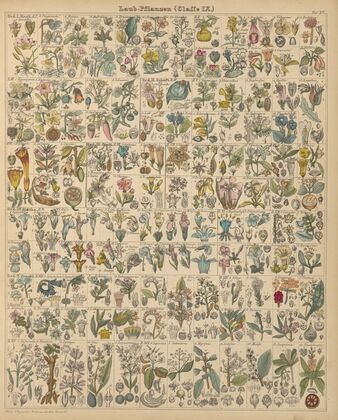 Abbildungen zu Oken’s Allgemeiner Naturgeschichte für alle Stände Pl.016 (1841)