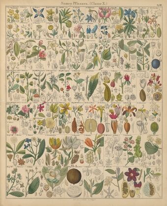 Abbildungen zu Oken’s Allgemeiner Naturgeschichte für alle Stände Pl.017 (1841)