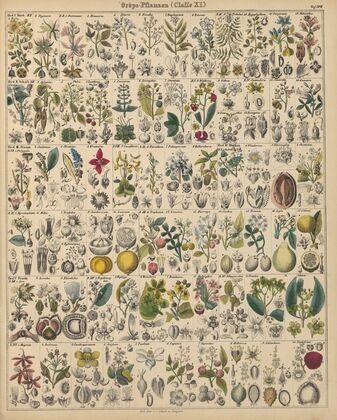 Abbildungen zu Oken’s Allgemeiner Naturgeschichte für alle Stände Pl.018 (1841)