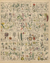 Abbildungen zu Oken’s Allgemeiner Naturgeschichte für alle Stände Pl.020 (1841)