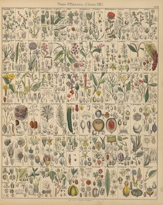 Abbildungen zu Oken’s Allgemeiner Naturgeschichte für alle Stände Pl.020 (1841)