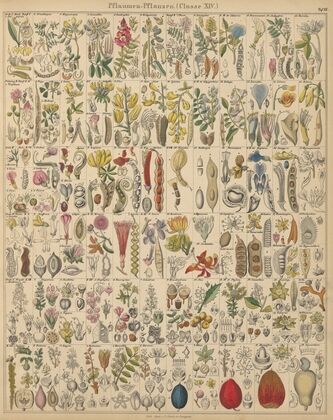 Abbildungen zu Oken’s Allgemeiner Naturgeschichte für alle Stände Pl.021 (1841)