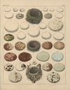 Abbildungen zu Oken’s Allgemeiner Naturgeschichte für alle Stände Pl.025 (1841)