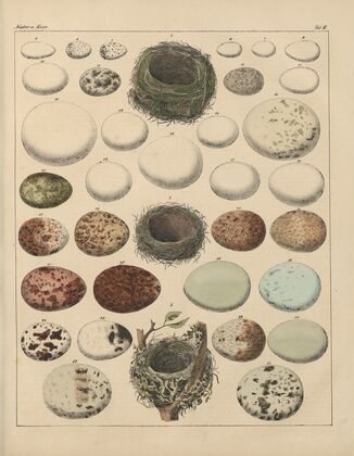 Abbildungen zu Oken’s Allgemeiner Naturgeschichte für alle Stände Pl.025 (1841)