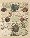Abbildungen zu Oken’s Allgemeiner Naturgeschichte für alle Stände Pl.026 (1841)
