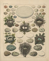 Abbildungen zu Oken’s Allgemeiner Naturgeschichte für alle Stände Pl.027 (1841)