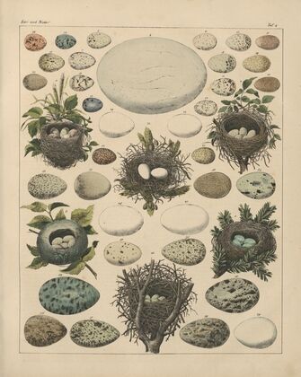 Abbildungen zu Oken’s Allgemeiner Naturgeschichte für alle Stände Pl.027 (1841)