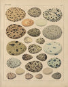 Abbildungen zu Oken’s Allgemeiner Naturgeschichte für alle Stände Pl.029 (1841)