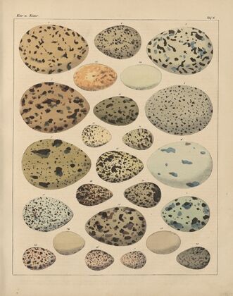 Abbildungen zu Oken’s Allgemeiner Naturgeschichte für alle Stände Pl.029 (1841)