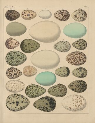 Abbildungen zu Oken’s Allgemeiner Naturgeschichte für alle Stände Pl.030 (1841)