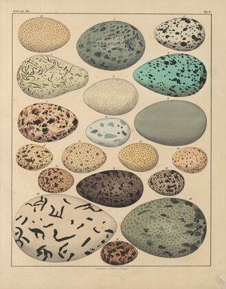 Abbildungen zu Oken’s Allgemeiner Naturgeschichte für alle Stände Pl.031 (1841)