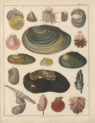 Abbildungen zu Oken’s Allgemeiner Naturgeschichte für alle Stände Pl.034 (1841)