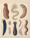 Abbildungen zu Oken’s Allgemeiner Naturgeschichte für alle Stände Pl.036 (1841)