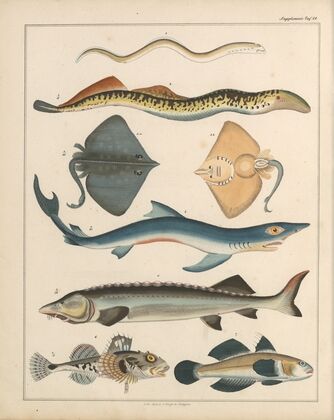 Abbildungen zu Oken’s Allgemeiner Naturgeschichte für alle Stände Pl.040 (1841)