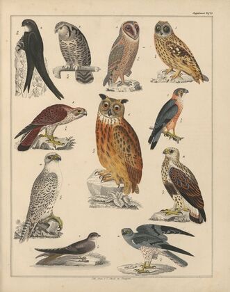 Abbildungen zu Oken’s Allgemeiner Naturgeschichte für alle Stände Pl.042 (1841)