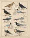 Abbildungen zu Oken’s Allgemeiner Naturgeschichte für alle Stände Pl.043 (1841)