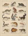 Abbildungen zu Oken’s Allgemeiner Naturgeschichte für alle Stände Pl.044 (1841)