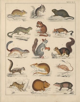 Abbildungen zu Oken’s Allgemeiner Naturgeschichte für alle Stände Pl.044 (1841)