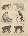 Abbildungen zu Oken’s Allgemeiner Naturgeschichte für alle Stände Pl.046 (1841)