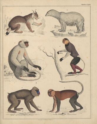 Abbildungen zu Oken’s Allgemeiner Naturgeschichte für alle Stände Pl.046 (1841)