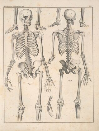 Abbildungen zu Oken’s Allgemeiner Naturgeschichte für alle Stände Pl.047 (1841)