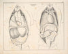 Abbildungen zu Oken’s Allgemeiner Naturgeschichte für alle Stände Pl.051 (1841)