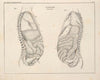 Abbildungen zu Oken’s Allgemeiner Naturgeschichte für alle Stände Pl.052 (1841)