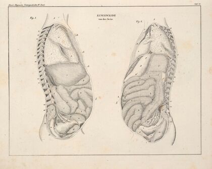 Abbildungen zu Oken’s Allgemeiner Naturgeschichte für alle Stände Pl.052 (1841)