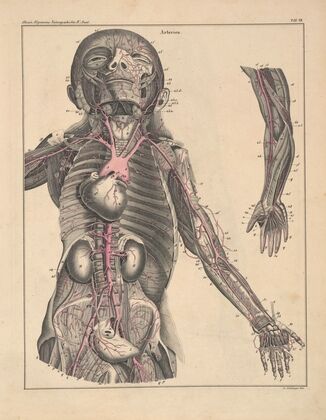 Abbildungen zu Oken’s Allgemeiner Naturgeschichte für alle Stände Pl.053 (1841)