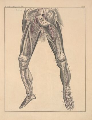 Abbildungen zu Oken’s Allgemeiner Naturgeschichte für alle Stände Pl.054 (1841)
