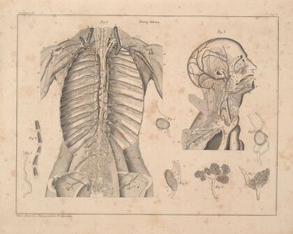 Abbildungen zu Oken’s Allgemeiner Naturgeschichte für alle Stände Pl.057 (1841)
