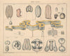 Abbildungen zu Oken’s Allgemeiner Naturgeschichte für alle Stände Pl.063 (1841)
