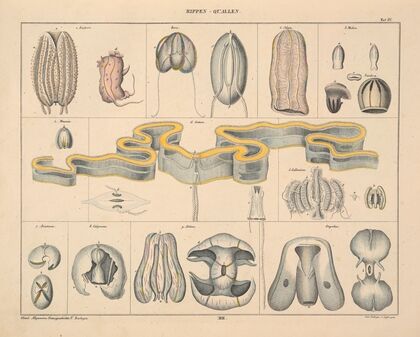 Abbildungen zu Oken’s Allgemeiner Naturgeschichte für alle Stände Pl.063 (1841)