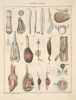 Abbildungen zu Oken’s Allgemeiner Naturgeschichte für alle Stände Pl.065 (1841)