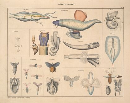 Abbildungen zu Oken’s Allgemeiner Naturgeschichte für alle Stände Pl.071 (1841)