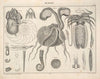 Abbildungen zu Oken’s Allgemeiner Naturgeschichte für alle Stände Pl.072 (1841)