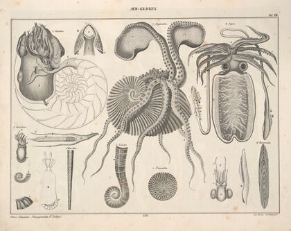 Abbildungen zu Oken’s Allgemeiner Naturgeschichte für alle Stände Pl.072 (1841)