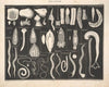 Abbildungen zu Oken’s Allgemeiner Naturgeschichte für alle Stände Pl.073 (1841)