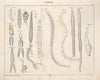 Abbildungen zu Oken’s Allgemeiner Naturgeschichte für alle Stände Pl.074 (1841)