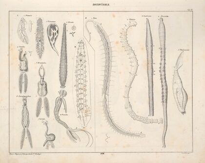 Abbildungen zu Oken’s Allgemeiner Naturgeschichte für alle Stände Pl.074 (1841)