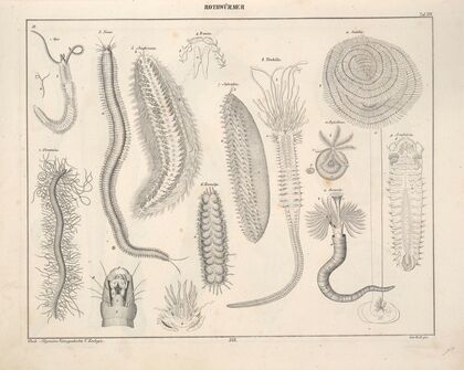 Abbildungen zu Oken’s Allgemeiner Naturgeschichte für alle Stände Pl.075 (1841)