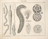 Abbildungen zu Oken’s Allgemeiner Naturgeschichte für alle Stände Pl.076 (1841)