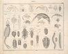Abbildungen zu Oken’s Allgemeiner Naturgeschichte für alle Stände Pl.078 (1841)