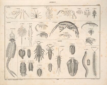Abbildungen zu Oken’s Allgemeiner Naturgeschichte für alle Stände Pl.078 (1841)