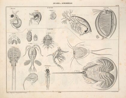 Abbildungen zu Oken’s Allgemeiner Naturgeschichte für alle Stände Pl.079 (1841)